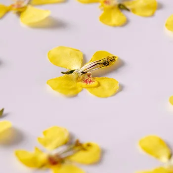60pcs Stlačené Sušené kvety Caesalpinia decapetala Herbarium Epoxidové Živice Šperky Záložku Telefón Prípade make-up Nechty Umenie Plavidlá typu 