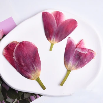 Tulipán ružová Farba Sušené Stlačené Kvet Pre Deti Rastliny, Exempláre Výučby 10Pcs Zadarmo Zásielky