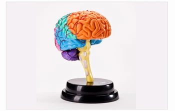 veda experiment ľudského mozgu výučby model nastaviť doprava zadarmo